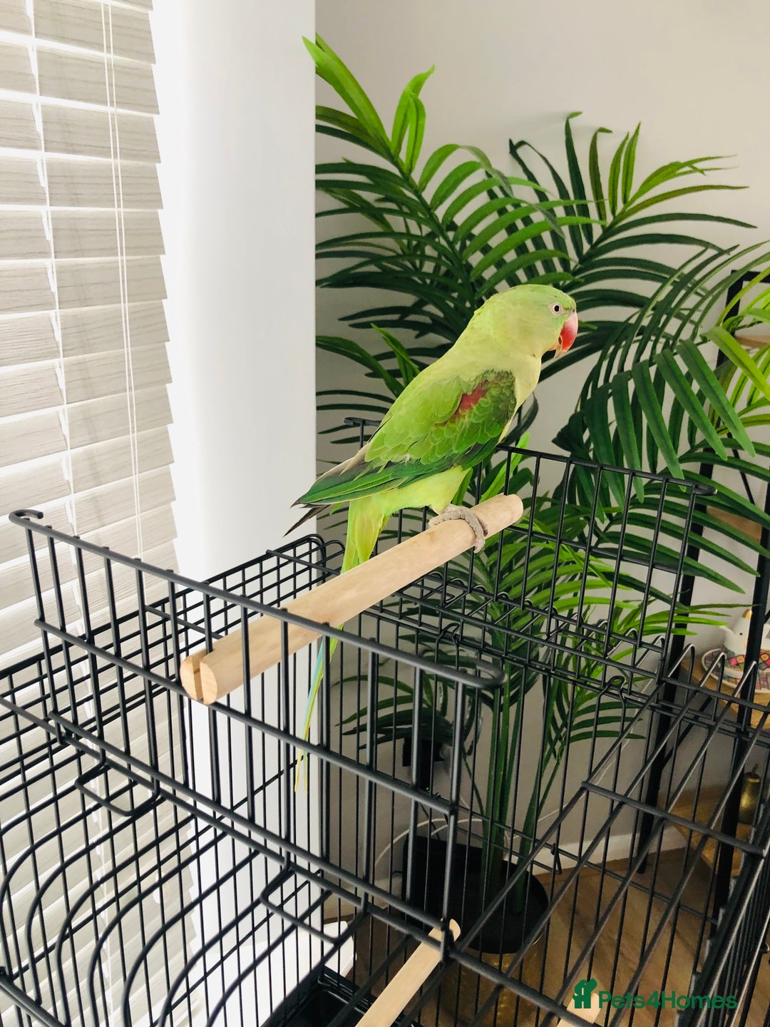 Parrots birds for sale: Beautiful hand reared alexandrine parrot for sale. - Image 8