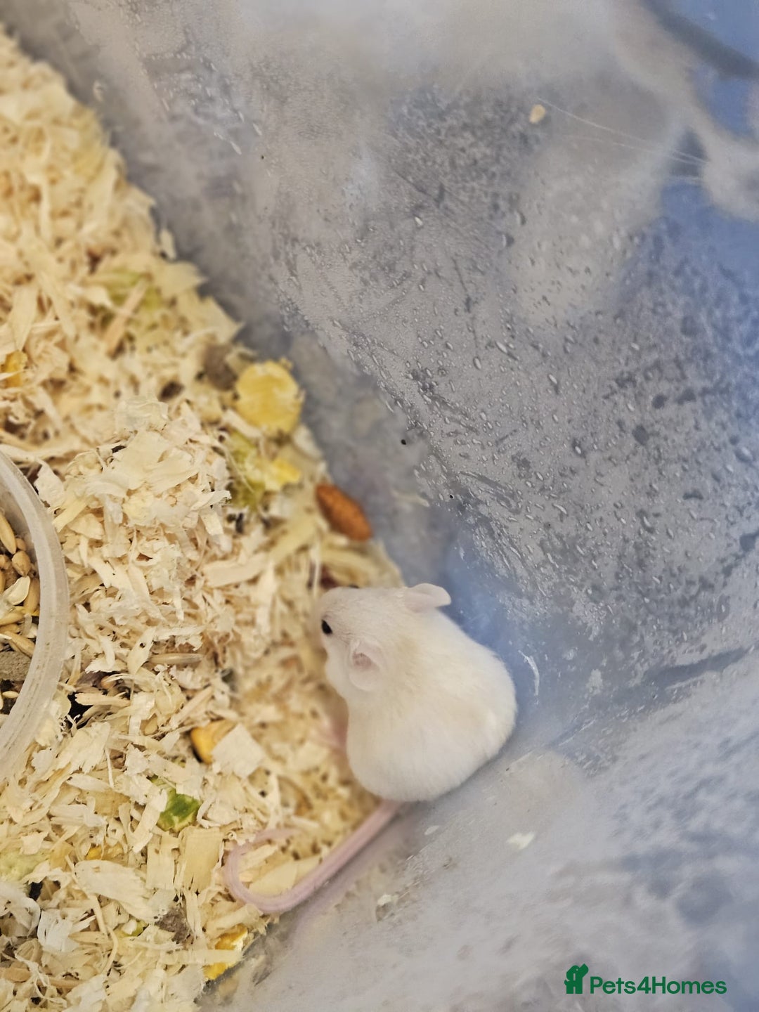 Mouse rodents for sale: Fancy mice  - Advert 16