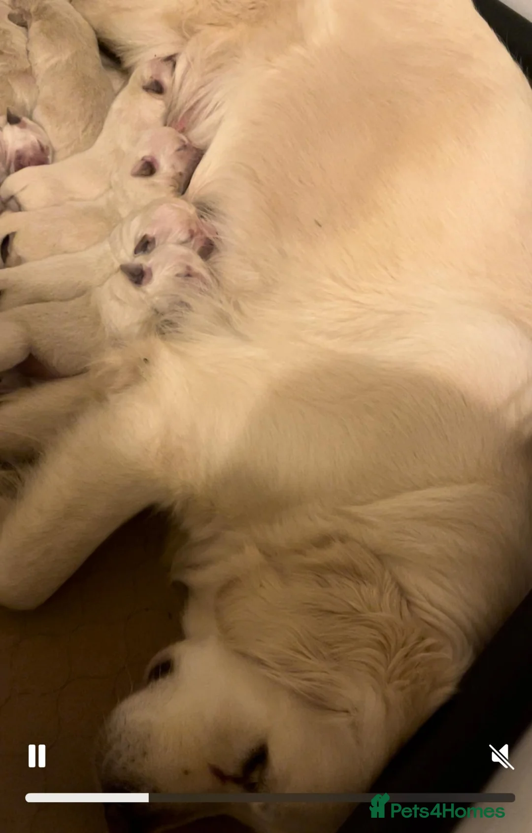 Golden Retriever dogs for sale: KC champion line golden retriever puppies in Killin - Advert 2