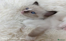 Ragdoll cats for sale: Adorable Ragdoll kittens - Image 19