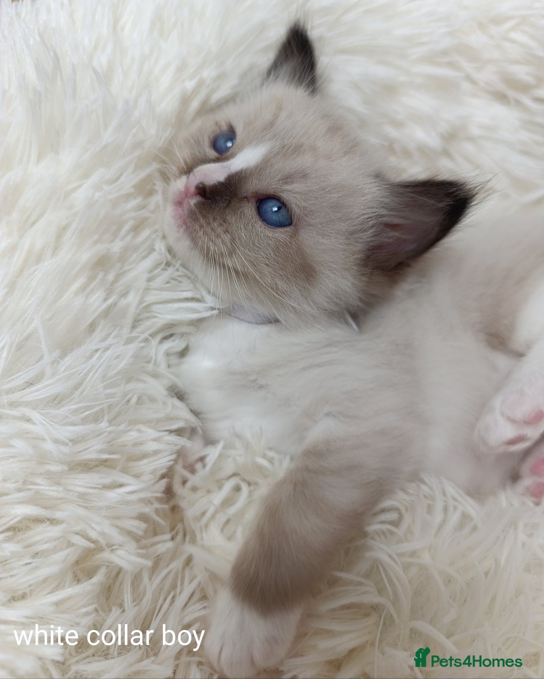 Ragdoll cats for sale: Adorable Ragdoll kittens - Image 19