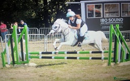 Welsh Section A horses for sale: Welsh Mountain pony x Arab - Image 4