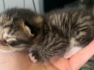 Mixed Breed cats Beautiful litter of kittens all need loving homes - Advert 2