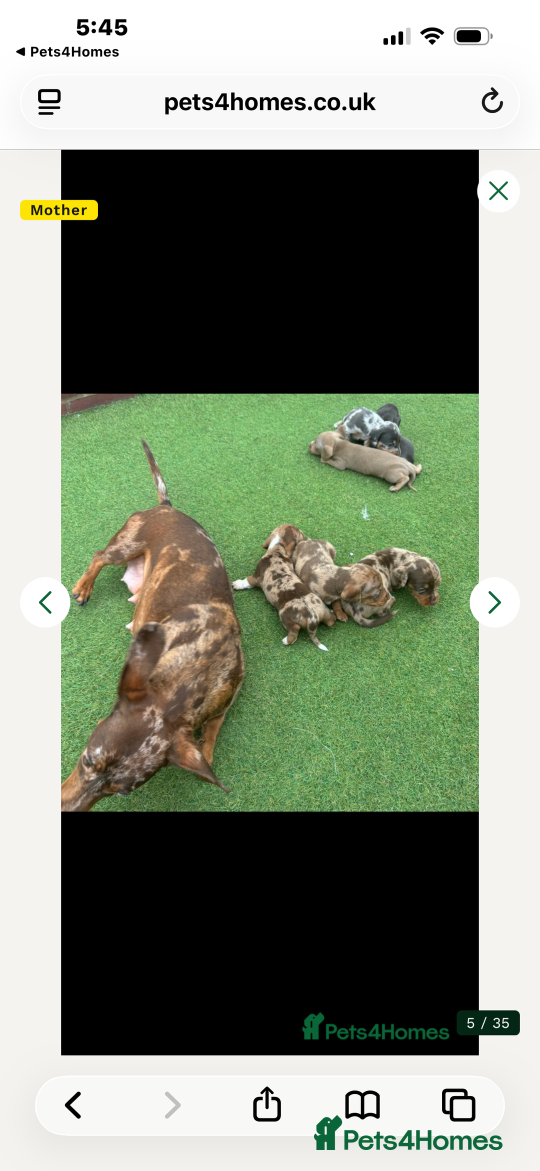 Miniature Dachshund dogs for sale: Miniature dashound puppy’s  - Advert 2