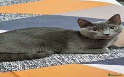 Russian Blue cats for sale: Blue Russian cross  - Advert 1