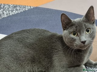 Russian Blue cats Blue Russian cross - Advert 1