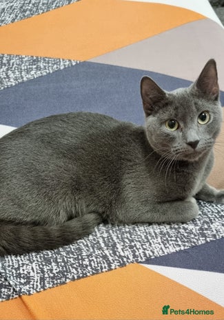 Russian Blue cats Blue Russian cross - Advert 1