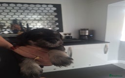 Miniature Schnauzer dogs for sale: 3 adorable miniature schnauzer puppies  - Image 2