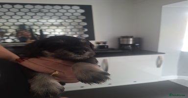 Miniature Schnauzer dogs - Advert 10