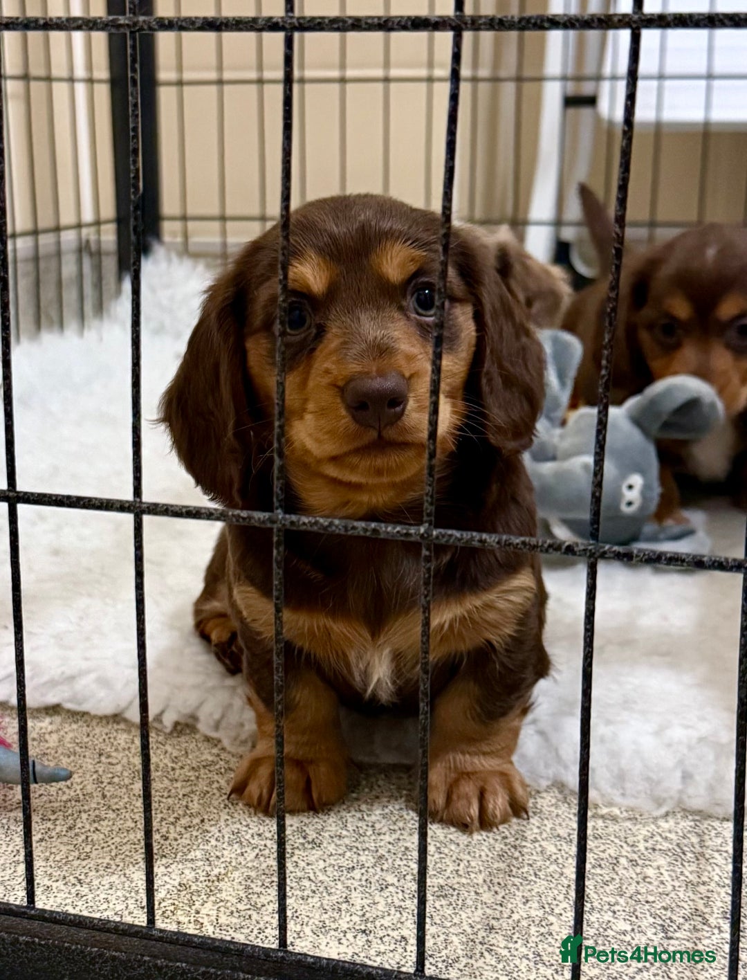 Miniature Dachshund dogs for sale: Longhaired miniature dachshund  - Advert 3