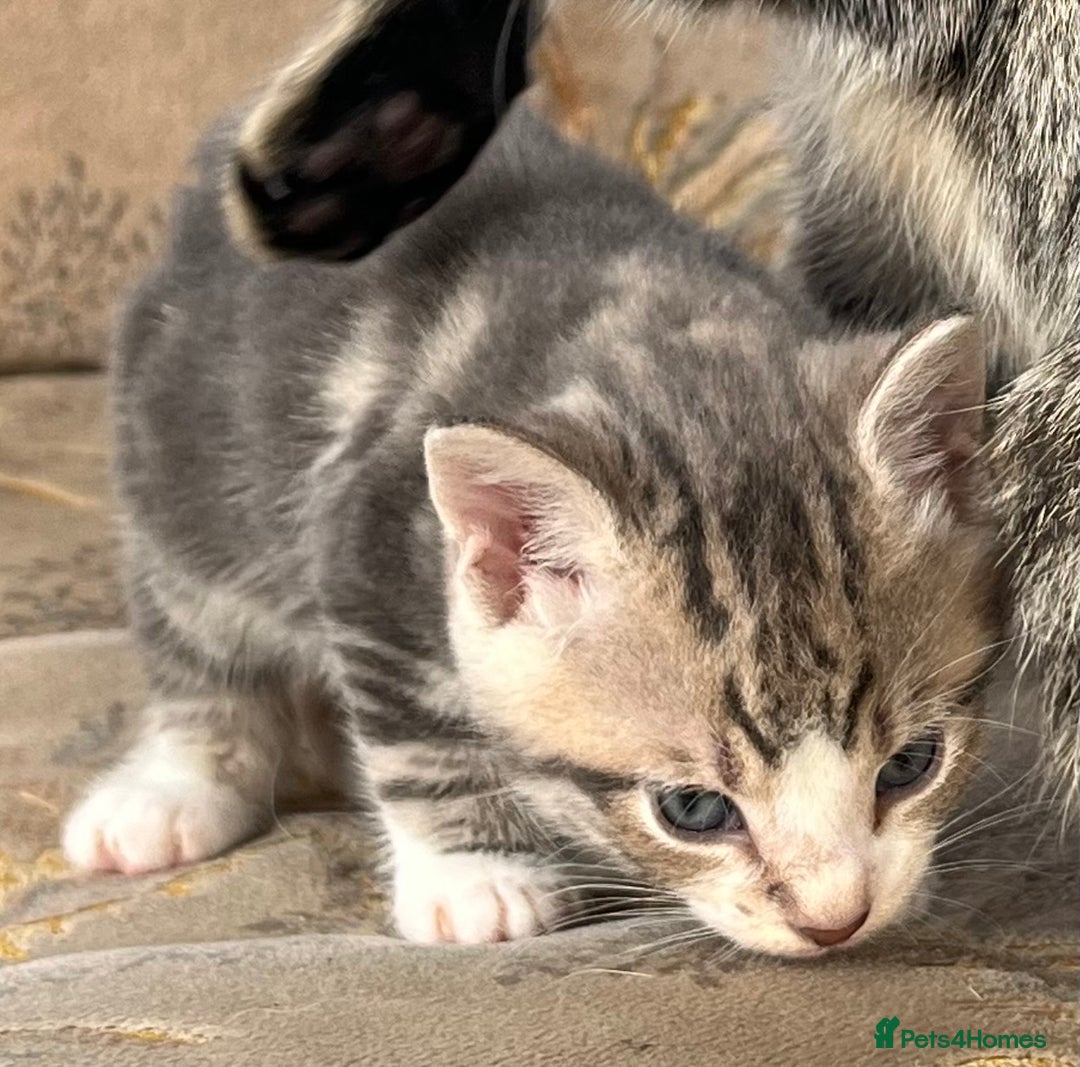 Egyptian Mau cats for sale: Egyptian mau x - Image 5
