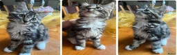 Mixed Breed cats for sale: Maine Coon Mixed Kittens Tabby & Tuxedo Richmond - Advert 30