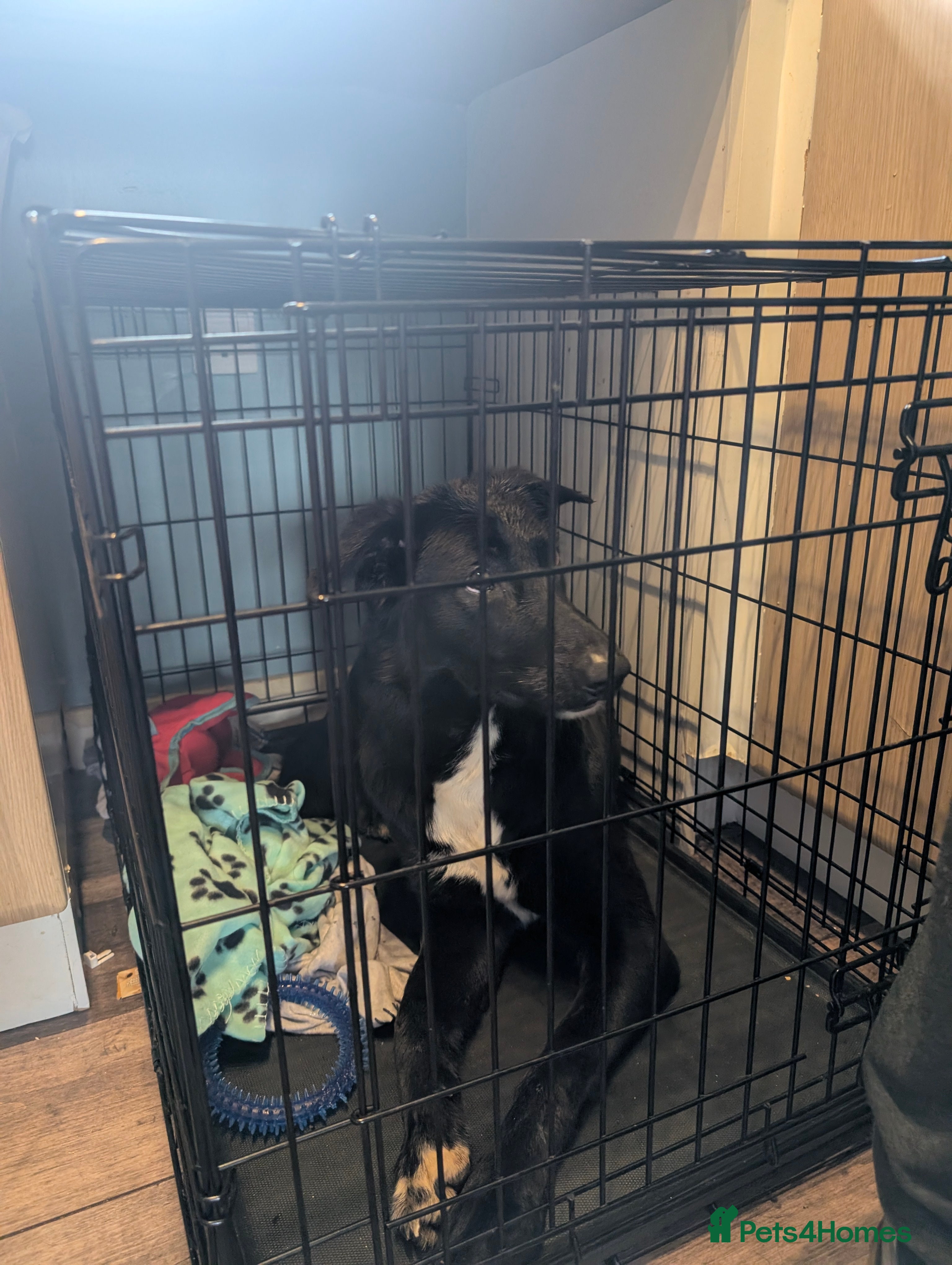 Mixed Breed dogs Beautiful dog for adoption  - Advert 1