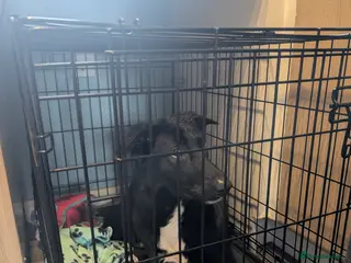 Mixed Breed dogs Beautiful dog for adoption - Advert 6