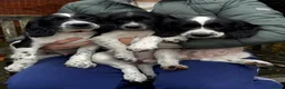 English Springer Spaniel dogs for sale: Springer Spaniel Puppies For Sale  - Advert 3