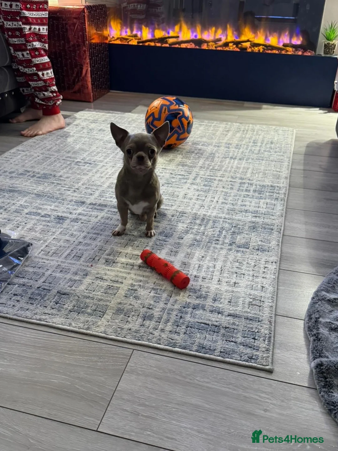 Chihuahua dogs for stud: **Well Proven Stud**- Stunning Lilac Smooth Coat  in Morecambe - Advert 13
