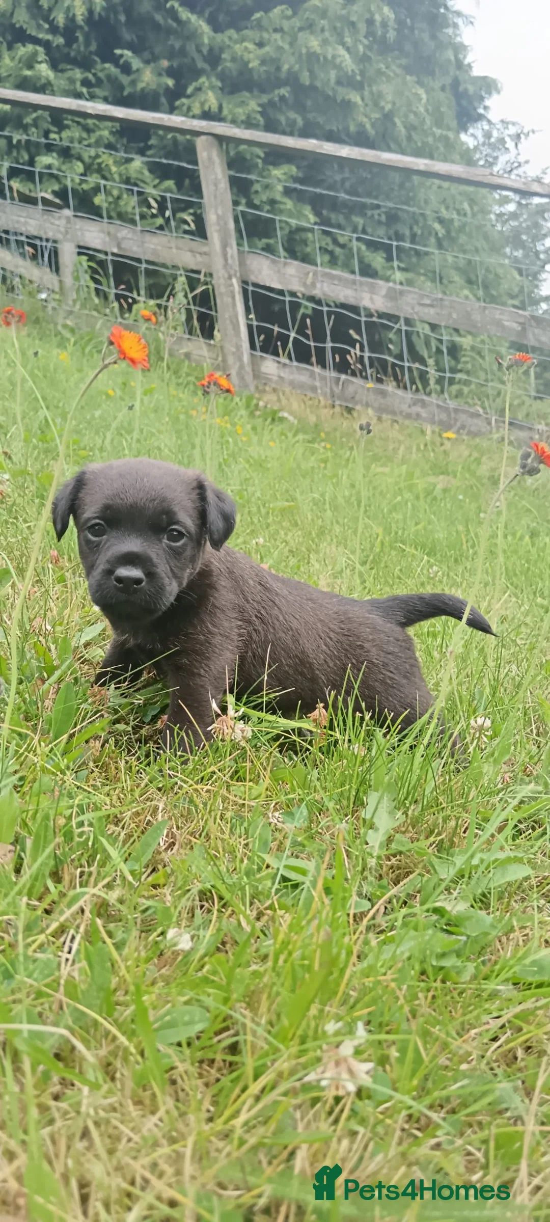 Mixed Breed dogs for sale: Gorgeous litter of Terriers - Advert 19
