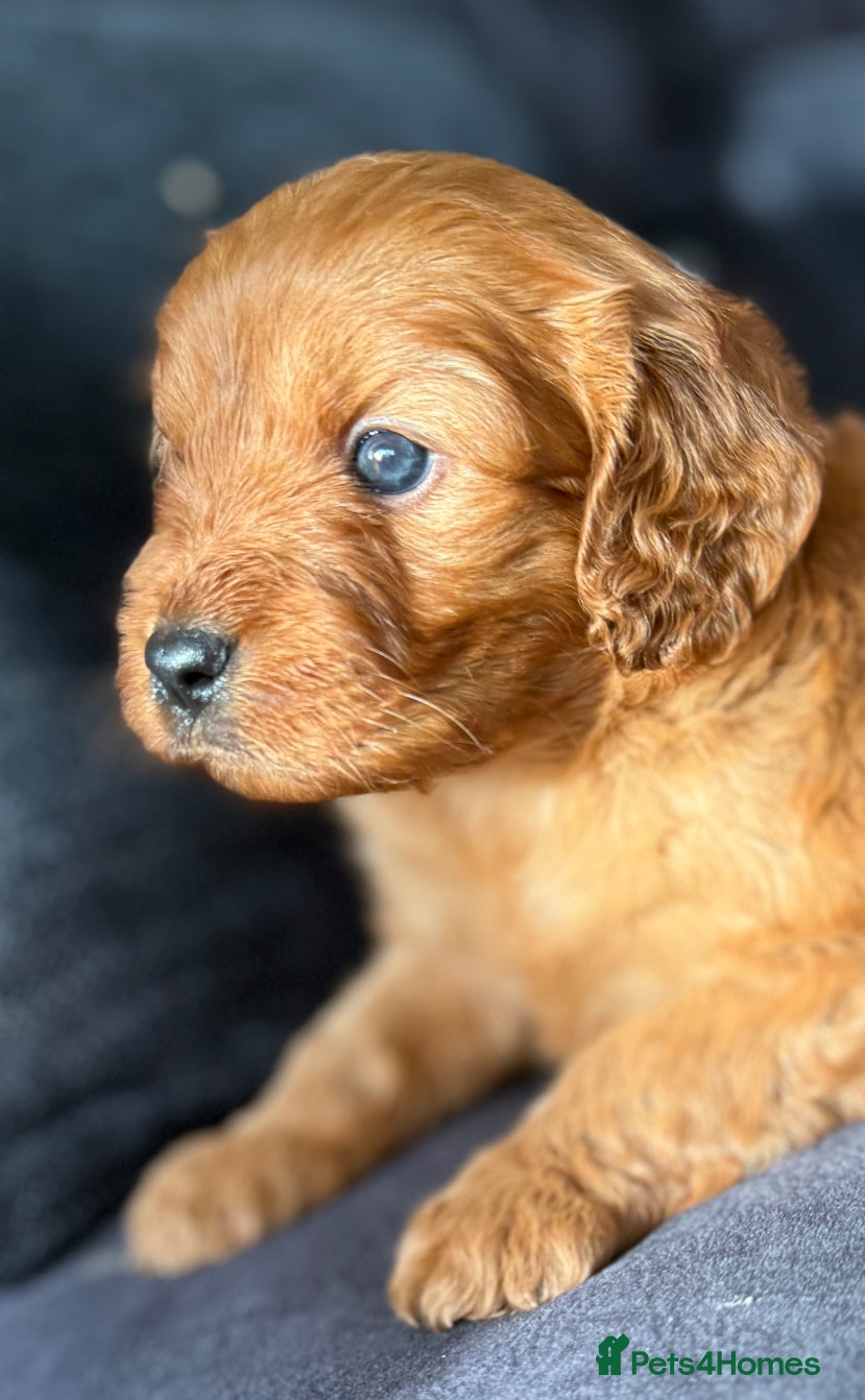 Cavapoo dogs Extensively health tested cavapoos - Advert 13