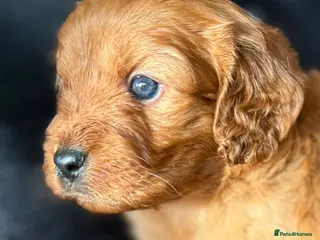 Cavapoo dogs Extensively health tested cavapoos - Advert 13