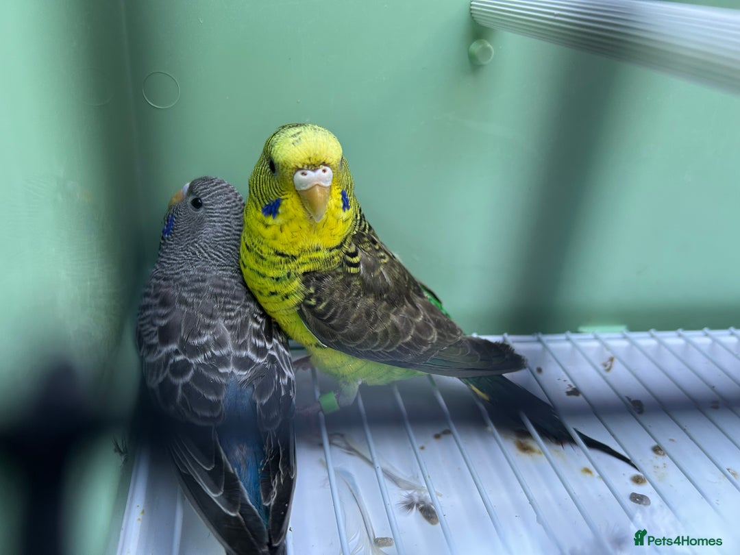 Budgerigars birds for sale: Black face and black wing pairs for sale - Advert 5
