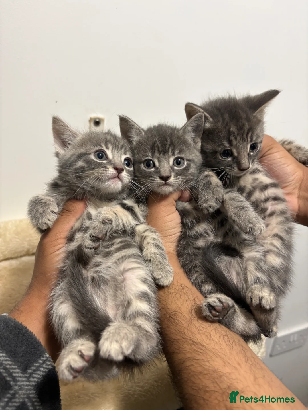 Mixed Breed cats for sale: 4 female Tabby x Russian blue kittens - ready now - Advert 2