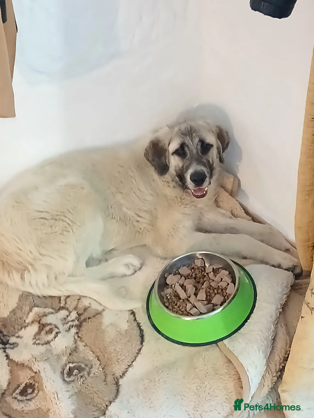 Mastiff dogs for adoption: Oliver- Cuddly Spanish Mastin Pup in Weymouth - Advert 2