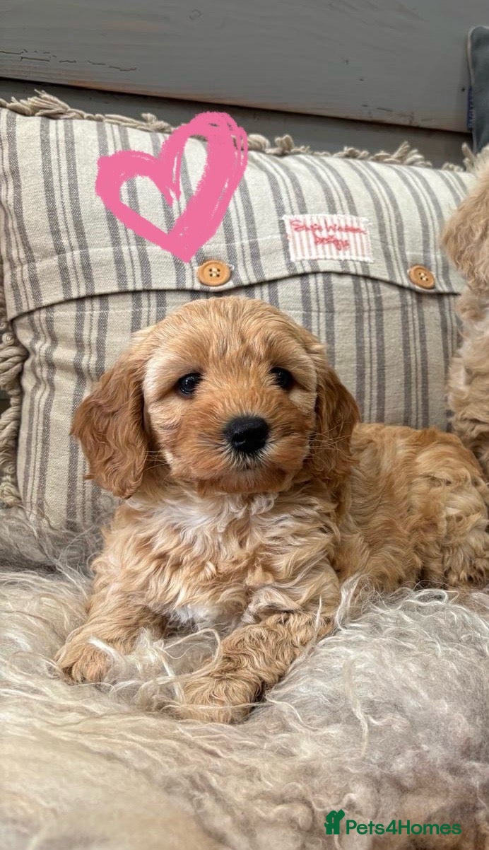 Cavapoochon dogs 🩷💙Beautiful Cavapoochon Puppies💙🩷 - Advert 1
