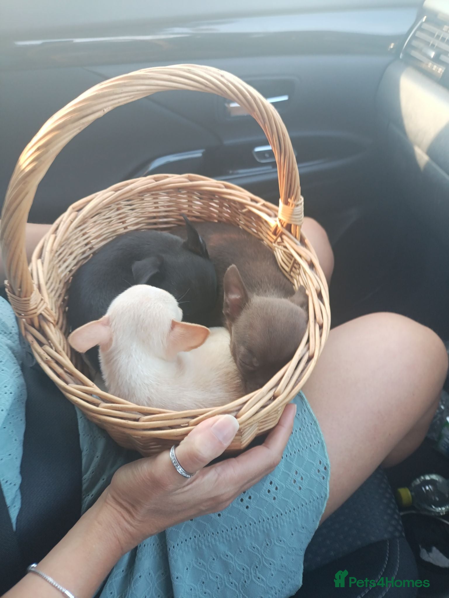 Chihuahua dogs Just black boy left - Advert 2