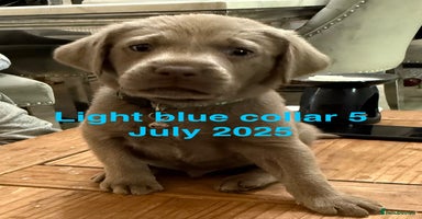 Labrador Retriever dogs - Advert 2
