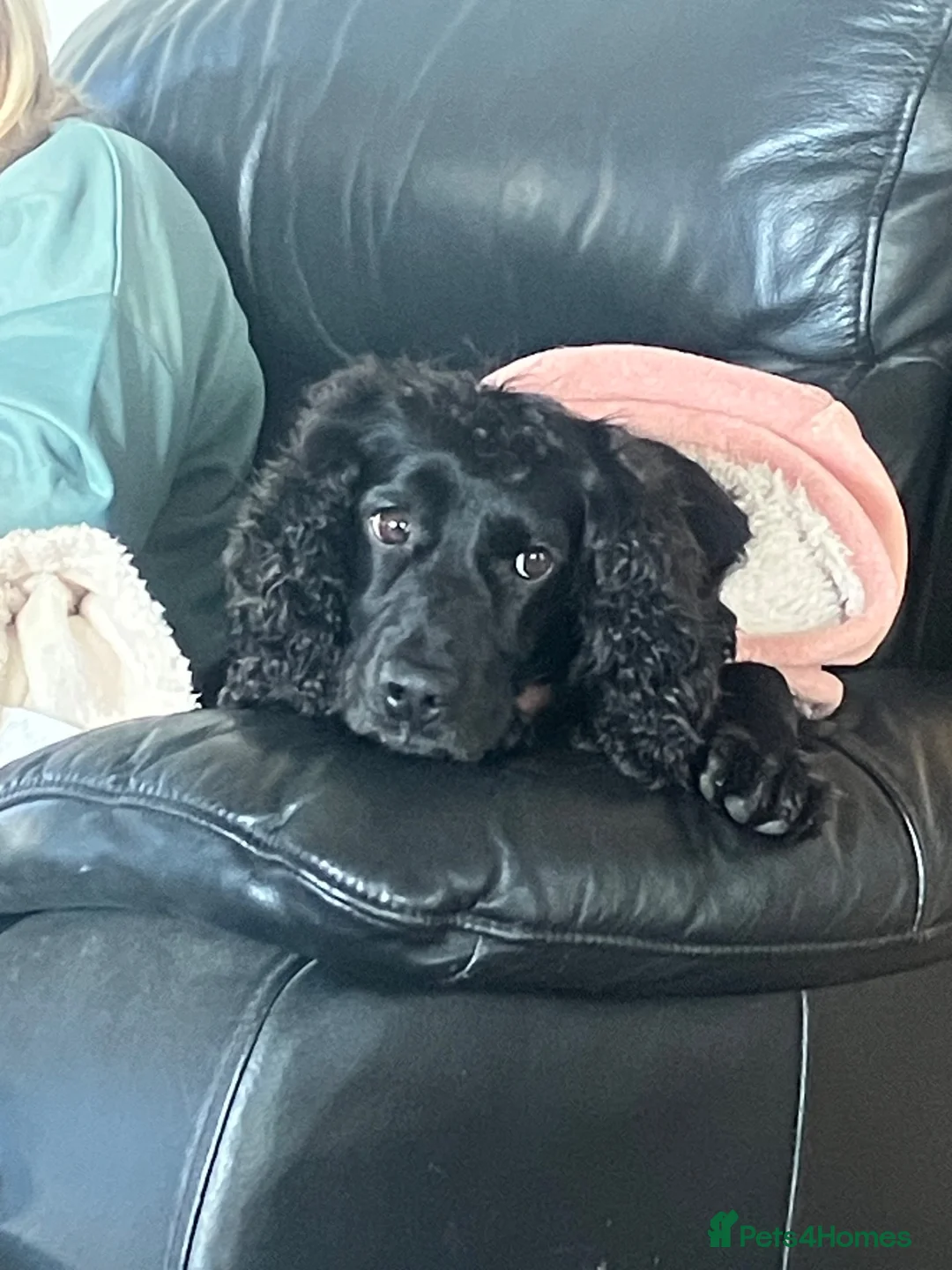 Cocker Spaniel dogs for sale: Working Cockers - Advert 2