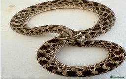 Lizard reptiles for sale: Adult Western hognose  in Leicester - Image 1