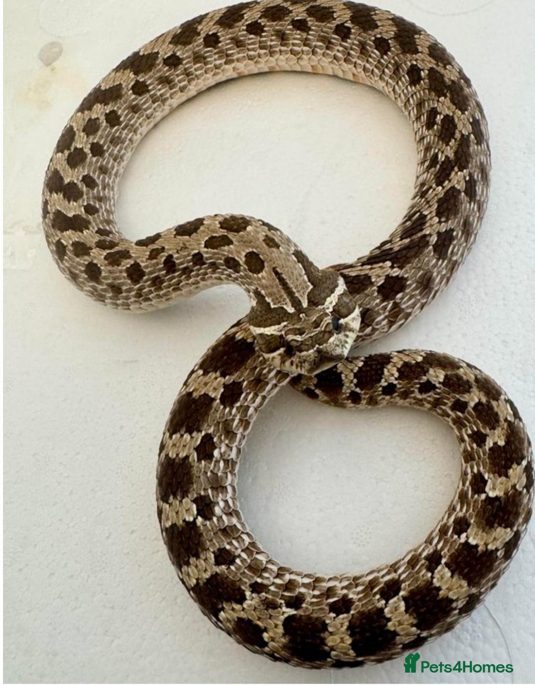 Lizard reptiles for sale: Adult Western hognose  in Leicester - Image 1
