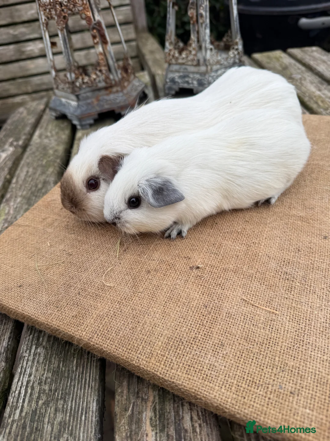 Guinea Pig rodents for sale: Pure bred Californian & Swiss baby sow guinea pig - Advert 20