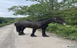 Friesian horses for sale: Friesian cross cob  - Image 5
