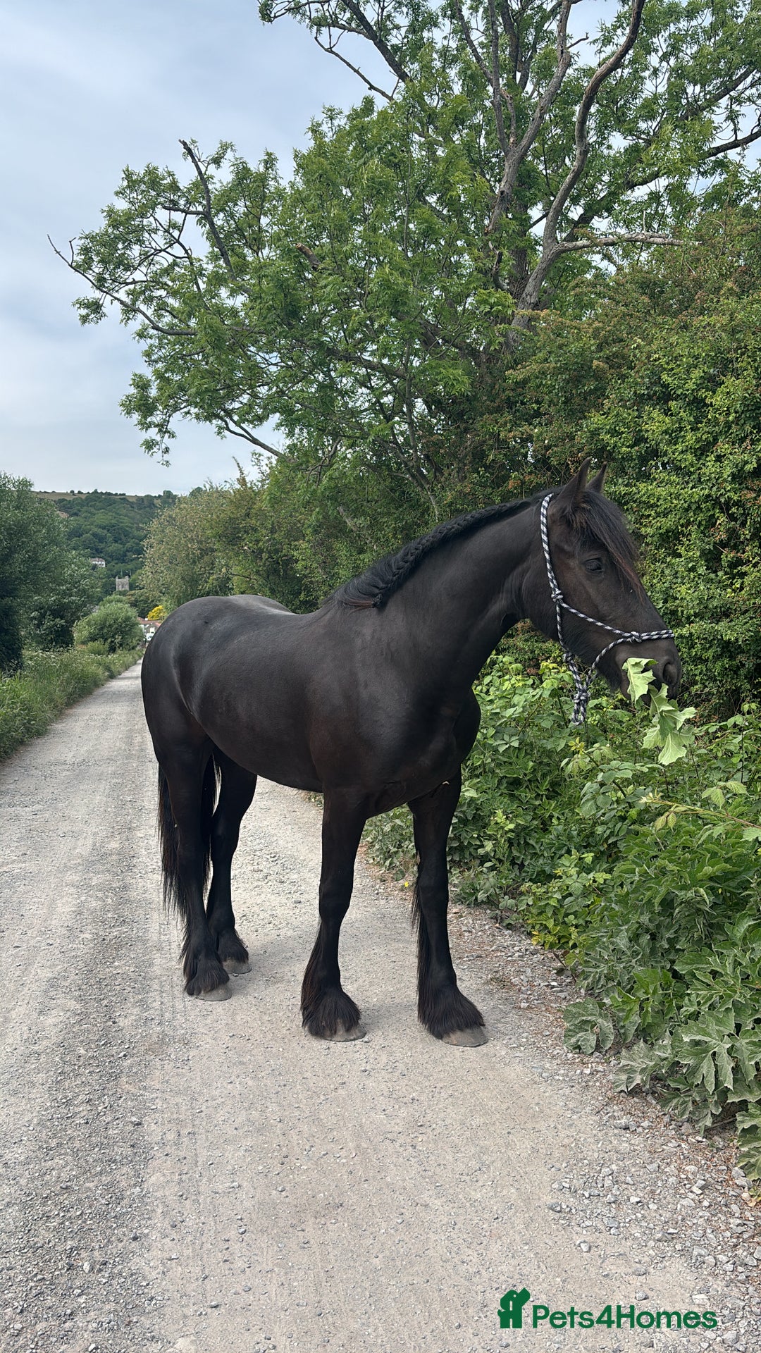 Friesian horses for sale: Friesian cross cob  - Image 5
