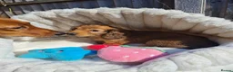 Dachshund dogs for sale: Pra clear,Last 3 beautiful LH Dachshund puppies💗 - Advert 5