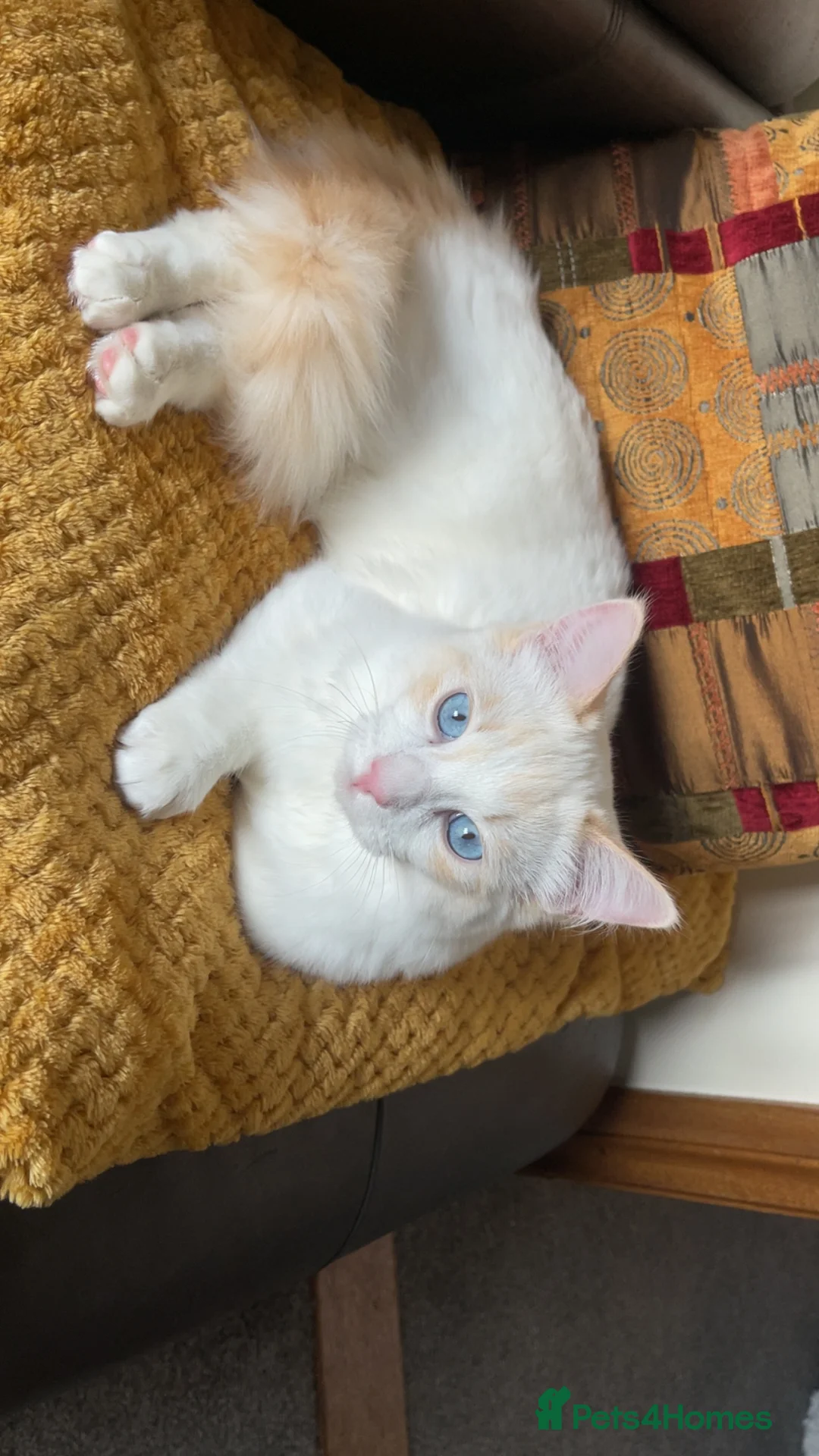 Ragdoll cats for sale: GCCF registered Ragdoll kittens purebred pedigree  - Advert 7
