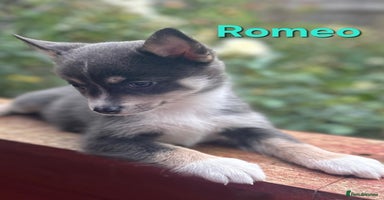 Pomsky dogs - Advert 8