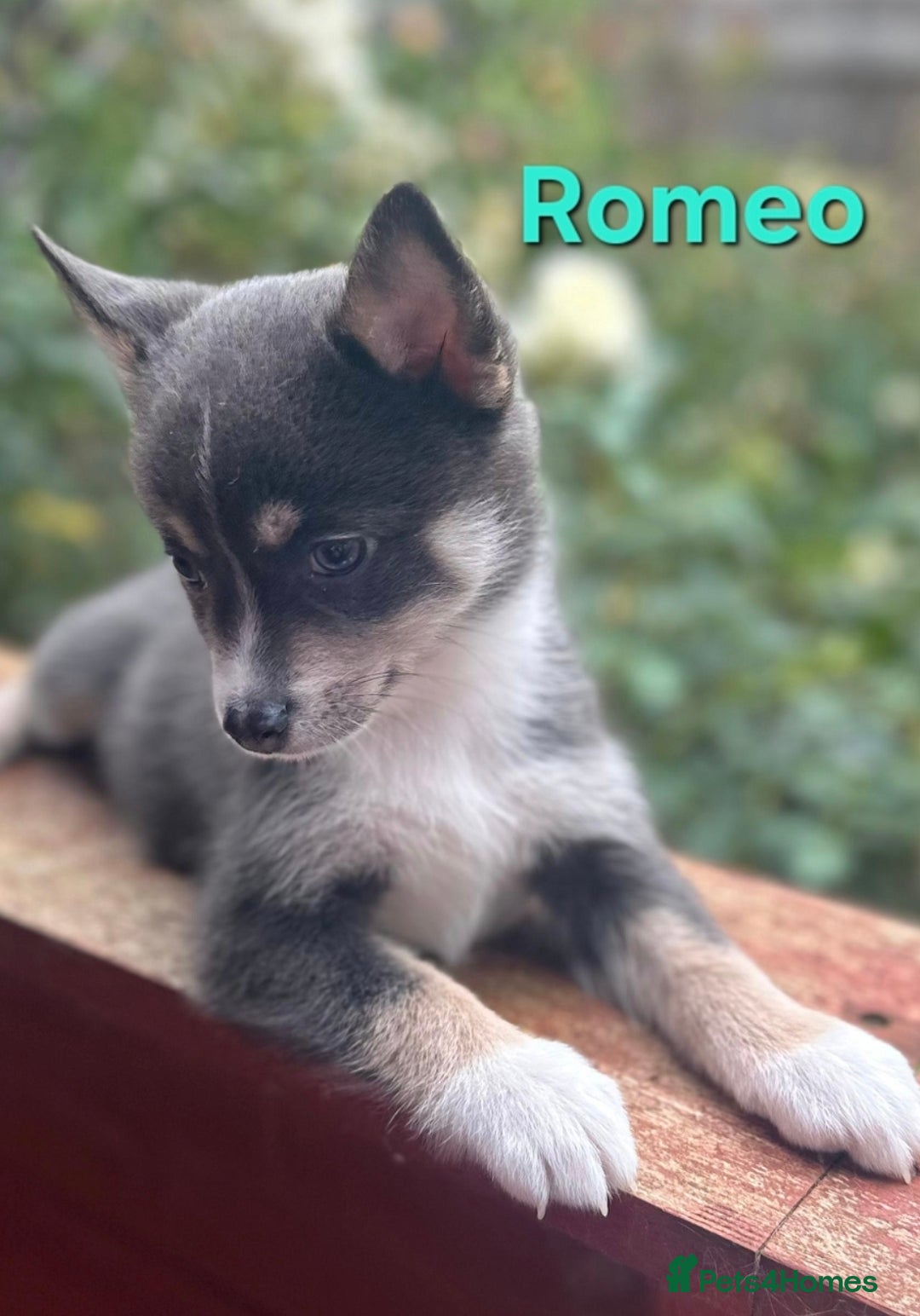 Pomsky dogs for sale: Ready now -Stunning F4 Pomskies, 6kg as adults  - Image 3
