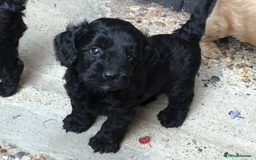 Cockapoo dogs for sale: Gorgeous F1 Cockapoo puppies - Image 7