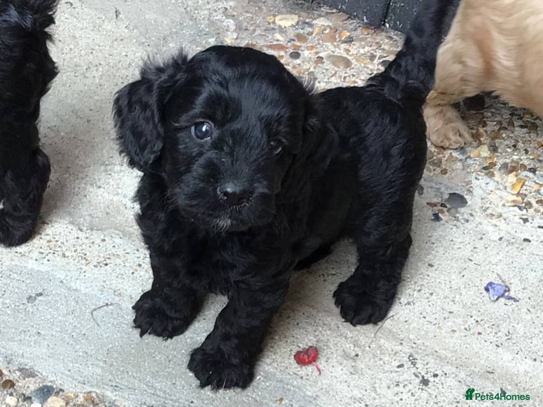 Cockapoo dogs for sale: Gorgeous F1 Cockapoo puppies - Image 7