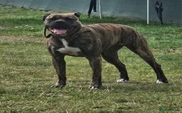Mixed Breed dogs for sale: Mastiff/ American bull dog age 2yrs female  - Image 1