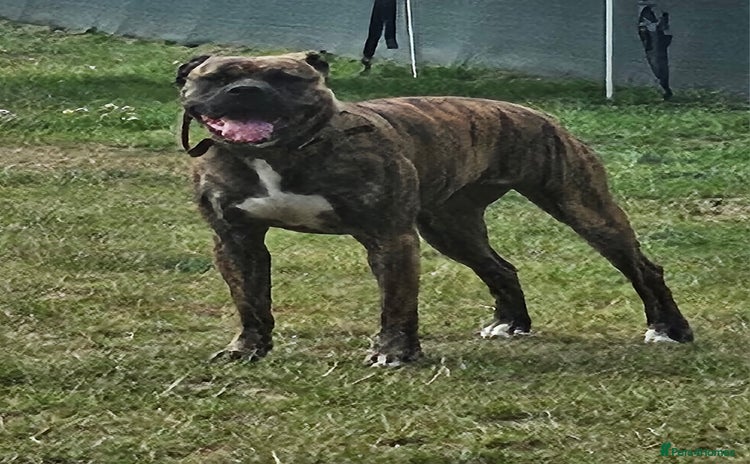 Mixed Breed dogs - Advert 1