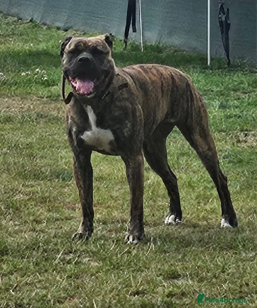 Mixed Breed dogs for sale: Mastiff/ American bull dog age 2yrs female  - Image 1