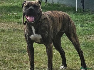 Mixed Breed dogs - Advert 4
