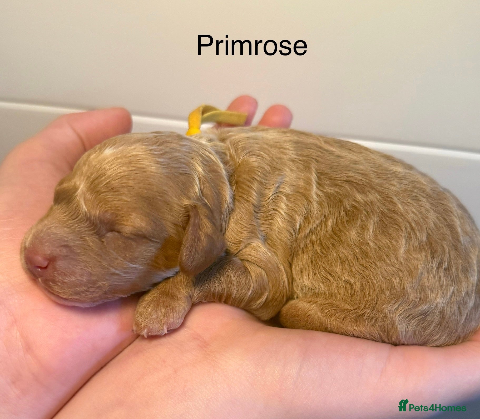 Labradoodle dogs 🐾 Beautiful F1B Miniature Labradoodle Puppies 🐾 - Advert 2