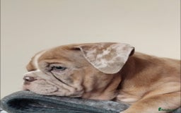 English Bulldog dogs for sale: Last English Bulldog Female - Image 11