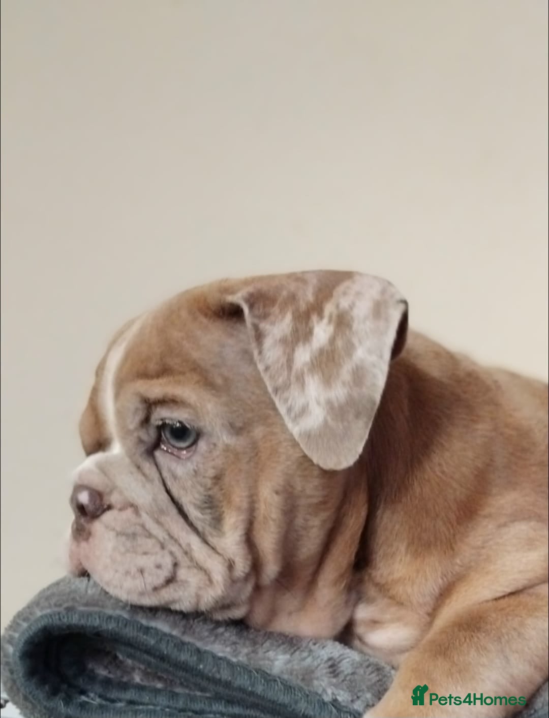 English Bulldog dogs for sale: Last English Bulldog Female - Image 11