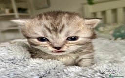 Scottish Fold cats for sale: Adorable rare silver tabby/lilac tabby kittens 🐾 - Image 8