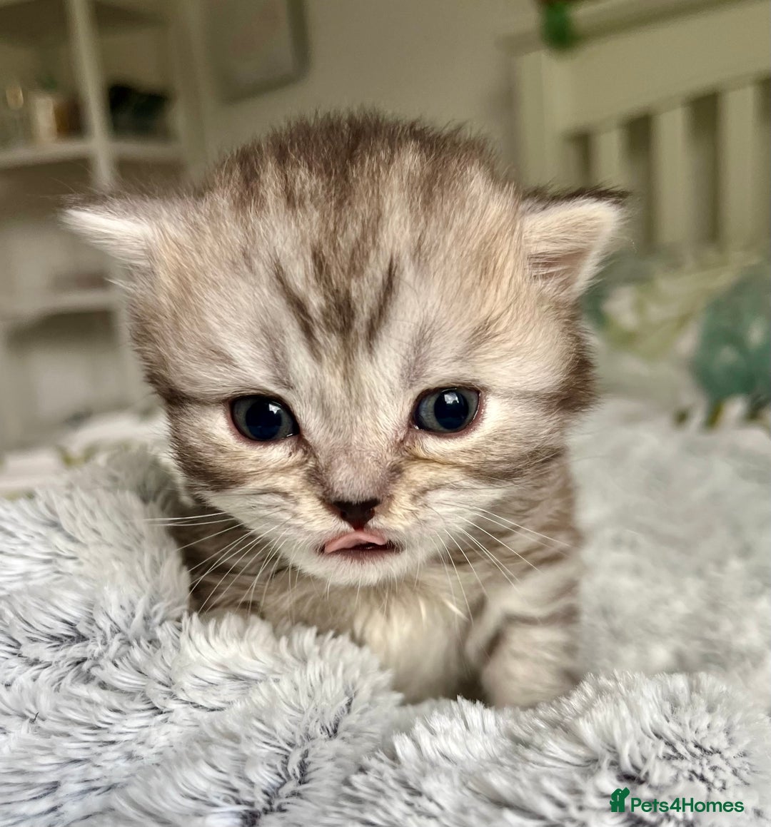 Scottish Fold cats for sale: Adorable rare silver tabby/lilac tabby kittens 🐾 - Image 8